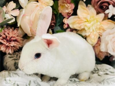 Purebred Mini Plush Lops