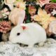 Purebred Mini Plush Lops