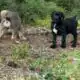 FEMALES -10 weeks – RE-HOME FEE