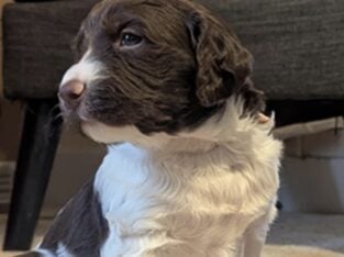 4 week old Brittany Spaniel Puppies
