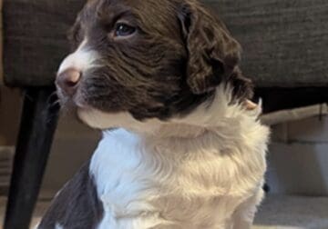 4 week old Brittany Spaniel Puppies