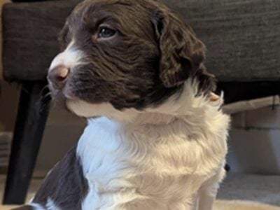 4 week old Brittany Spaniel Puppies