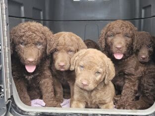 Chesapeake Bay Retriever puppies