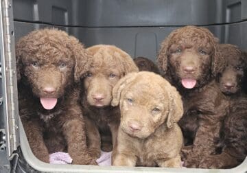 Chesapeake Bay Retriever puppies