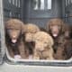 Chesapeake Bay Retriever puppies