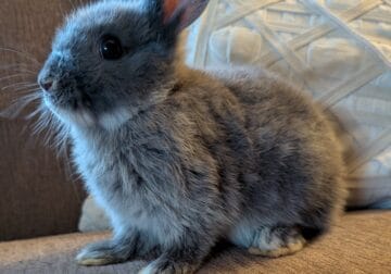 Mini Holland lop/Netherland Dwarf mix