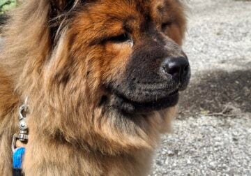 Chow Chow for sale/trade for Shar Pei