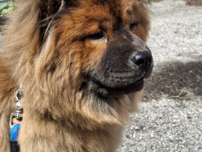 Chow Chow for sale/trade for Shar Pei