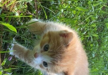 5 Kittens (month old) looking for a home