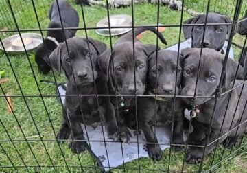 **Beautiful Lab Puppies** ONLY 3 LEFT (2M & 1F)