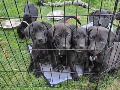 **Beautiful Lab Puppies** ONLY 3 LEFT (2M & 1F)