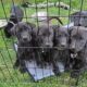 **Beautiful Lab Puppies** ONLY 2 LEFT (1M & 1F)