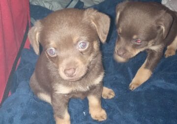 MINTURE PINCHER PUPPYS