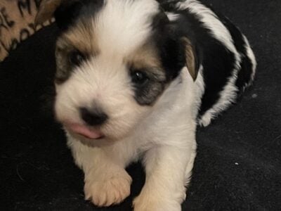 Biewer Terrier Puppies
