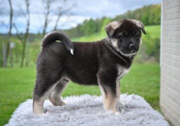 AKC Akita For Sale Millersburg OH M-Dallas