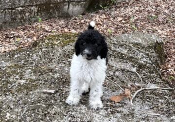 Sheepadoodle