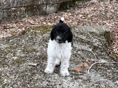 Sheepadoodle