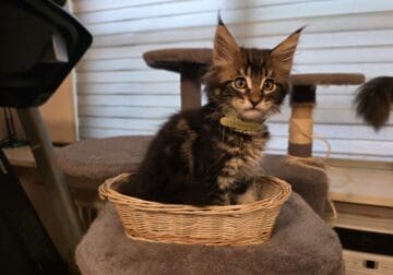 Maine Coon kittens