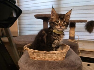 Maine Coon kittens