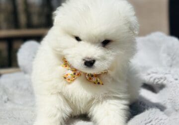 Samoyed puppies