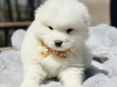 Samoyed puppies