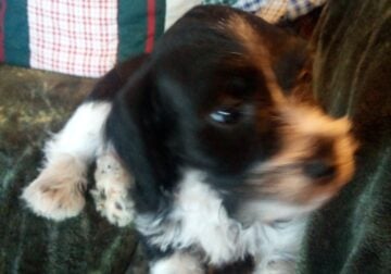 Puppies looking for forever home