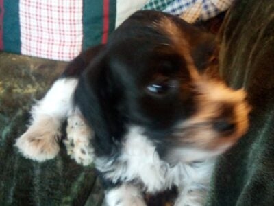Puppies looking for forever home