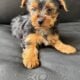 Yorkie puppies