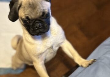 Adorable Pug (4 months old)