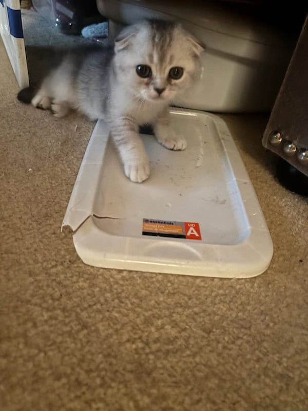Scottish Fold & Straight Kittens (GREEN EYES) image 4