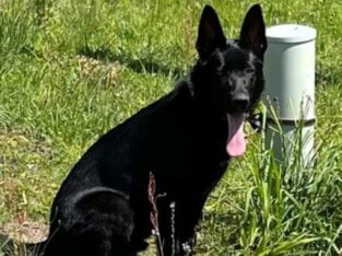 German Shepherd Male