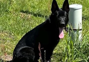 German Shepherd Male