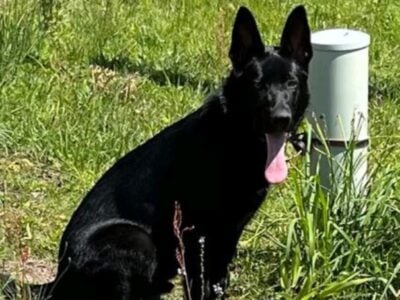 German Shepherd Male