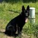 German Shepherd Male