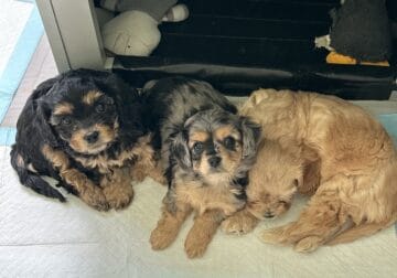 Toy Cavapoo puppies