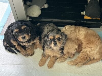 Toy Cavapoo puppies