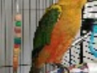 Rehoming Our Beloved Male Sun Conure – “Shiloh”