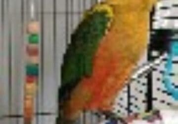 Rehoming Our Beloved Male Sun Conure – “Shiloh”