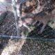 2 Brindle Pitbull Puppies $125 each
