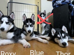 Husky puppy