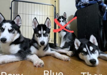 Husky puppy