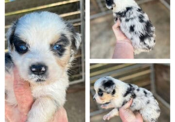 aussie merles