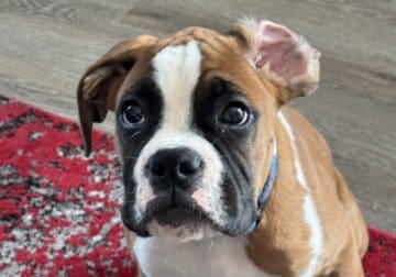 Boxer puppy