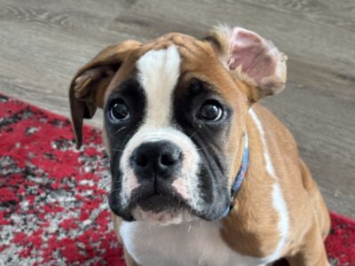 Boxer puppy