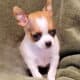 Beautiful Female Chihuahua pup