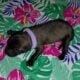 AKC Belgian Malinois Puppies