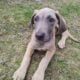Great Dane Puppies