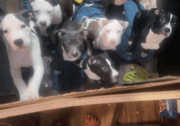 3 Month old American Bulldog/Amstaff puppies!