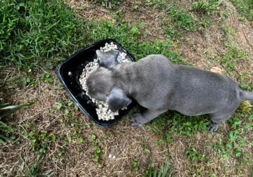 Exotic Bully Pups