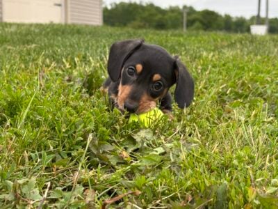 Mini Dacshund *Male*